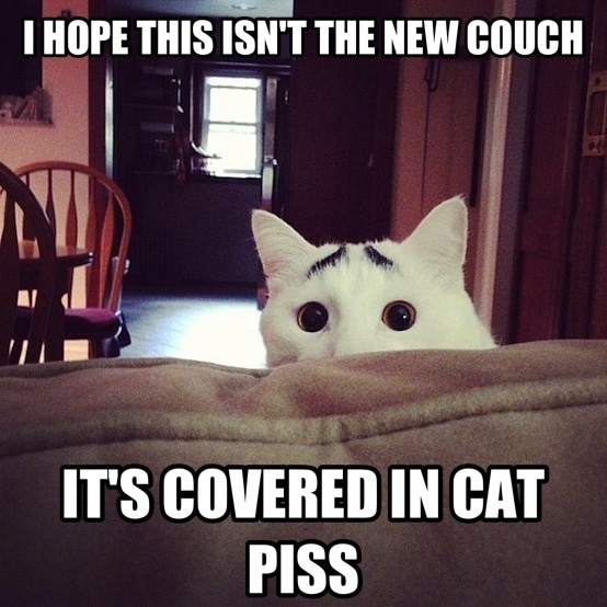 Concerned cat