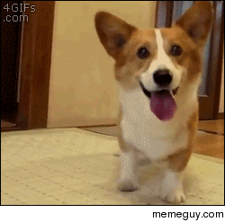 Corgi who could not stop his excitement for this ball