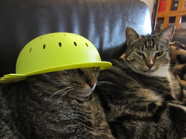 CornNut is a devoted pastafarian Frytka is considering joining him on the journey to ethereal spaghetti