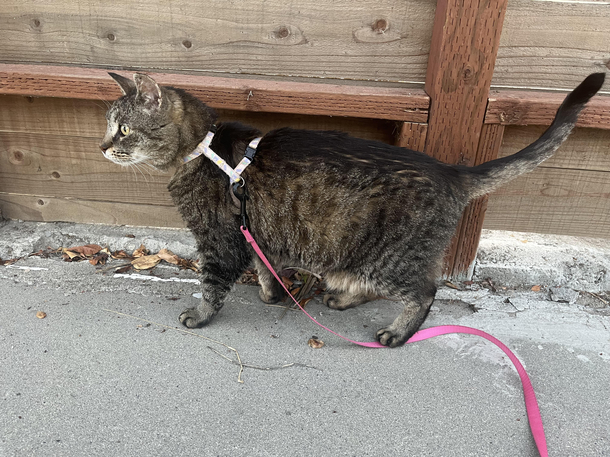 CornNut is generally not the sharpest tool in the shed but his signature move is stepping on his own leash and freezing himself 