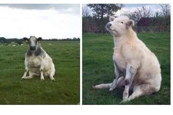 cows-sitting-like-dogs-is-the-most-important-thing-207433.jpg