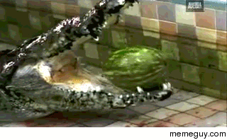 Crocodile chomps watermelon in slow motion