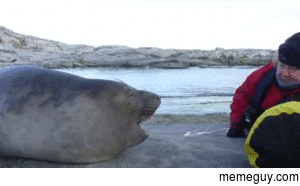 Curious Seal WTF IS THAT