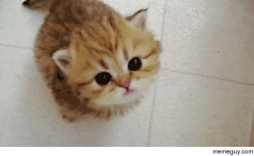 Cutest Kitty