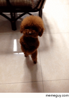 DANCING POODLE IS ADORABLE