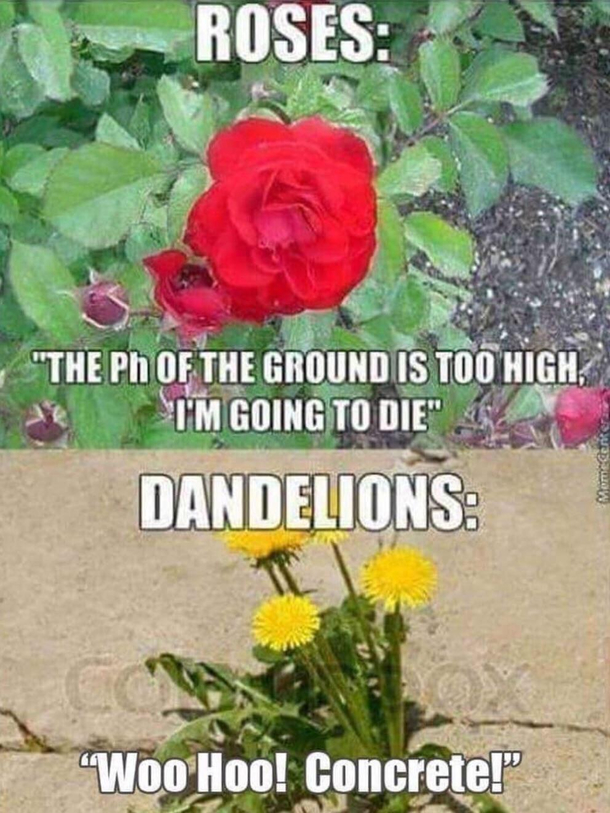 Dandelions gt Roses