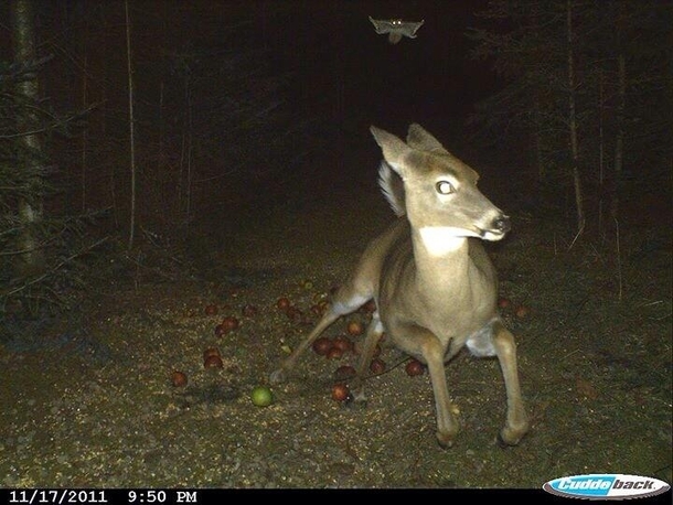 Deer running from a flying squirrel as caught on a trail camera