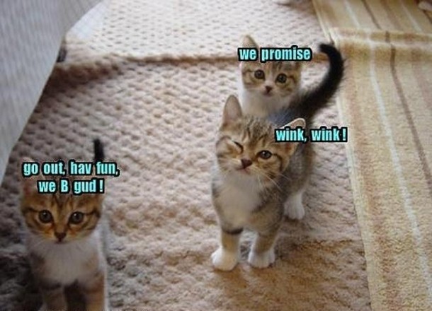 Dem Sneaky Kitties