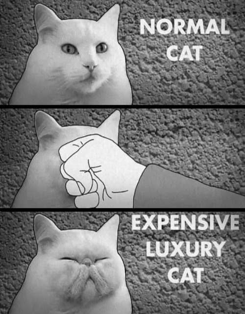 Do-it-yourself luxury cat