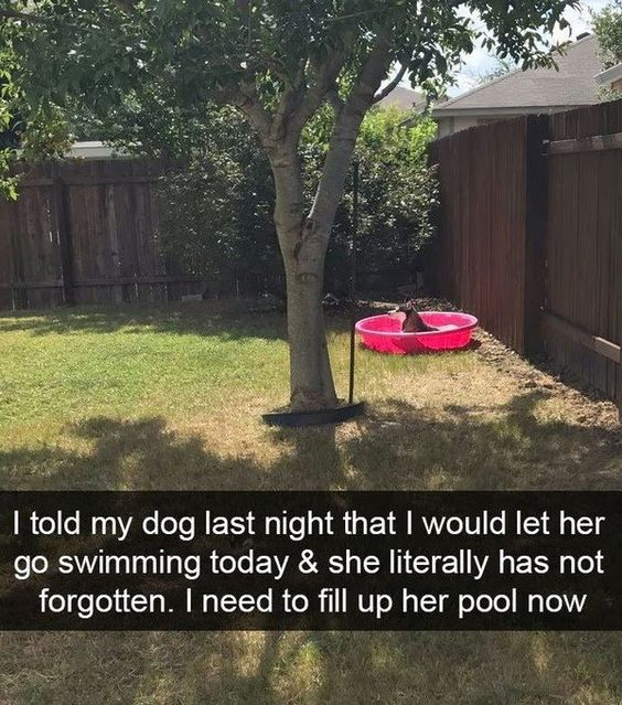 Dog and the pool