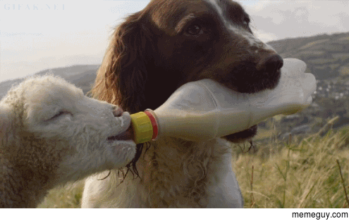 Dog feeding a lamb
