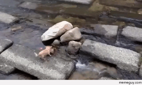 Dog finds a way to amuse itself by a stream