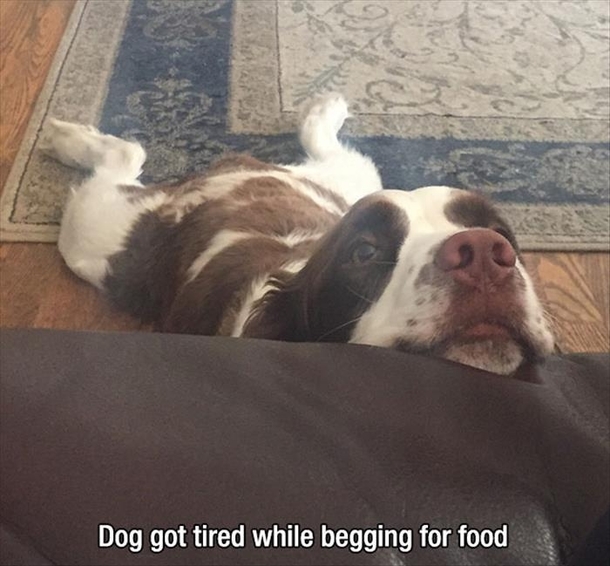 Dog got tried while begging for food