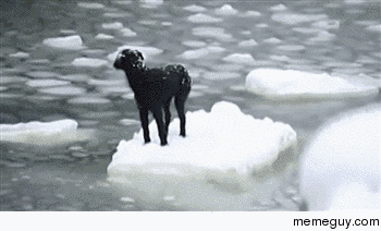 Dog left stranded on ice sheet in Russia saved by sailors
