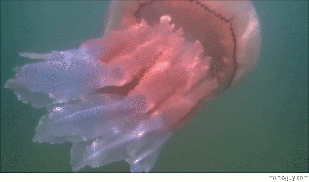 Dog paddles out to greet rare giant jellyfish in Adriatic Sea of kind not seen there since 