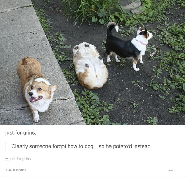 Dog Posts On Tumblr That Are Hard To Get Through Without Smiling