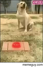 Dog realizes his entire life is a lie