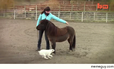 Dog rides on a miniature horse