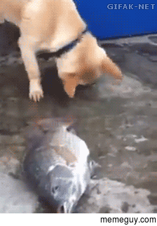 Dog trying to rescue a fish