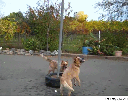 Dogs playing tether ball