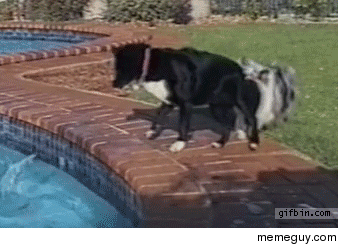 Dogs use teamwork to get ball out of the pool 