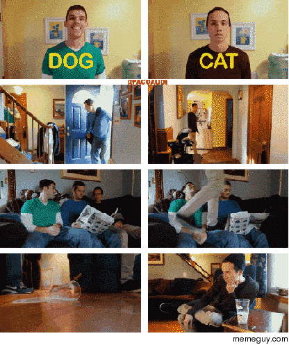 Dogs v Cats