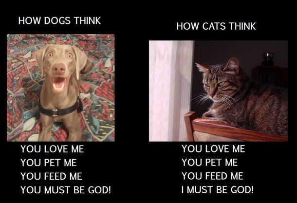Dogs vs cats in non-complete sentences
