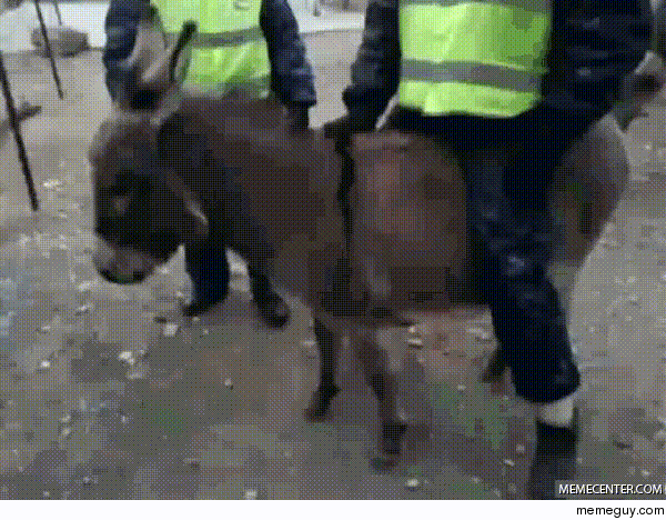 Donkey kidnapped russian cop