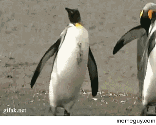 Drunk penguin
