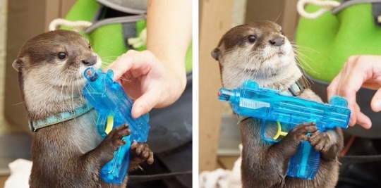 Due to budget cuts the Navy SEALs will be replaced by the Navy OTTERs