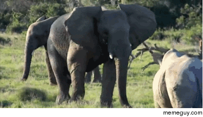 Elephant diverts the attention of an attacking Rhino by throwing a stick