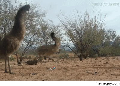 Emus vs weasel ball