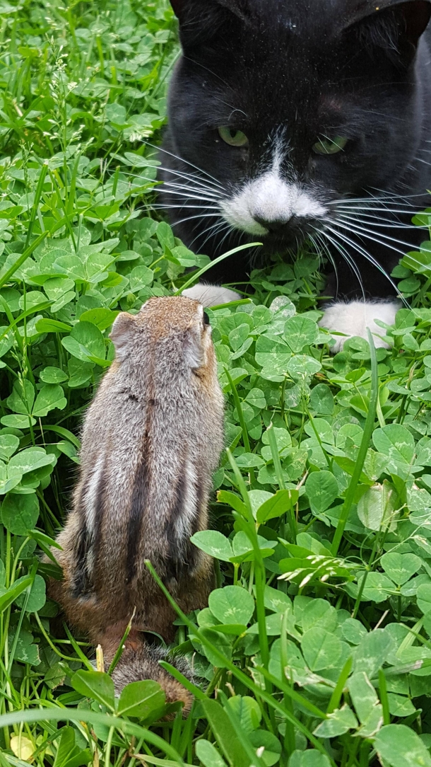 Epic stare off between my cat and a wild Chip Munk