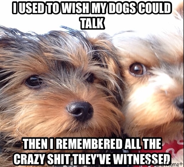 Everyone with pets understands this theyre witnesses to what you and your family gets up to behind closed doors 