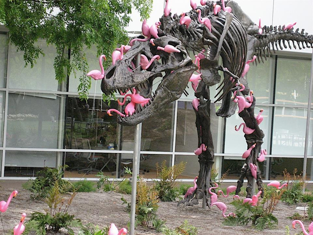 Fact A flock of flamingos can pick a T-Rex clean in mere minutes