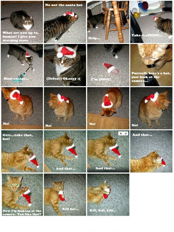 Failed Christmas card involving two cats