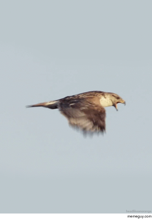 Ferruginous Hawk Flying 