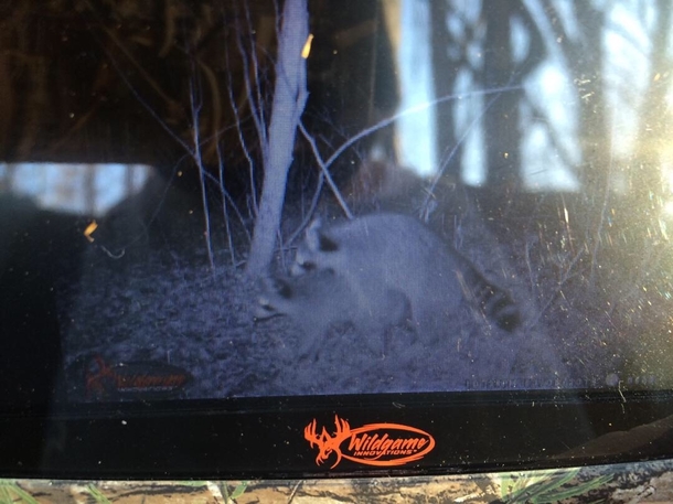 Finally my deer camera picked up some action