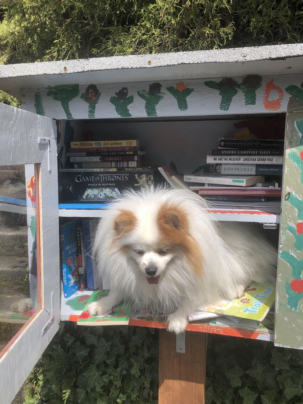 Finding the strangest things at little library in Seattle