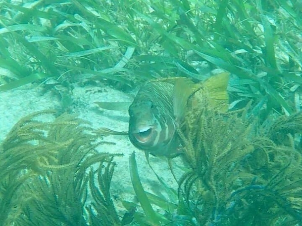 Found this on my camera after snorkeling near Puerto Morelos Mexico Cross posted