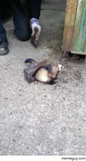 Freeing a stuck ferret