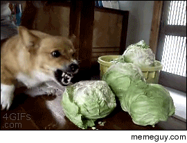 Fuck off cabbages