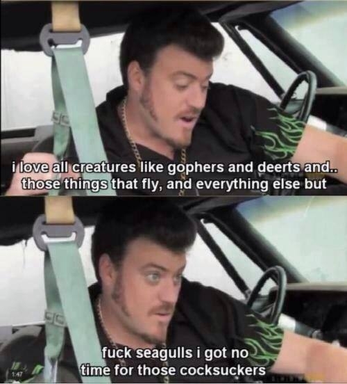 Fuck seagulls