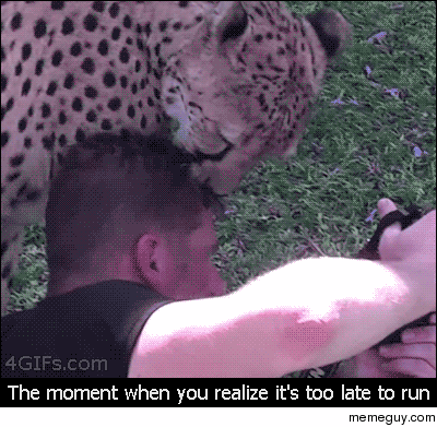 Fun fact Cheetahs only attack prey that runs