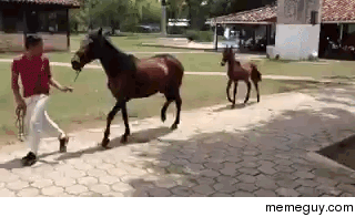 Funny ass horse trot