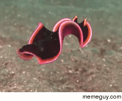 Funny little flatworm swimming 