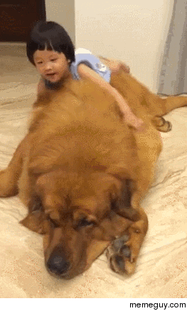 Gentle Giant Tibetan Mastiff