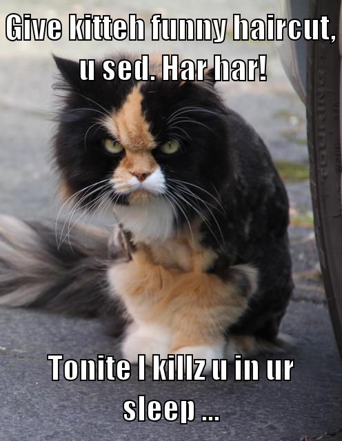 Give kitteh funny haircut