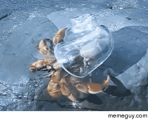 Glass shell blown for hermit crabs