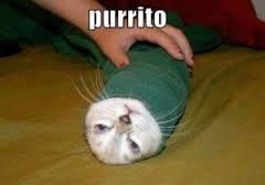 Image result for mexican cat meme